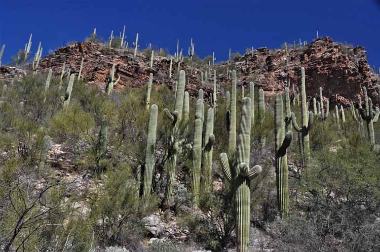 saguaros on hillside